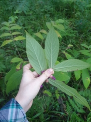 Callicarpa rubella