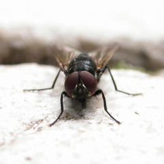 Hydrotaea dentipes