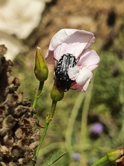 Oxythyrea noemi