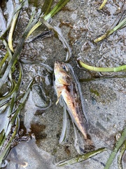 Chitonotus pugetensis