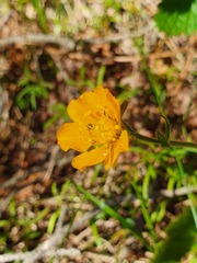 Geum sylvaticum