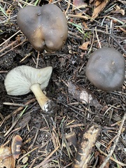 Melanoleuca angelesiana