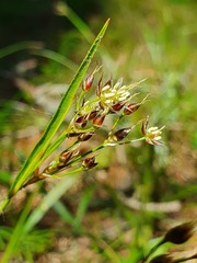 Luzula forsteri