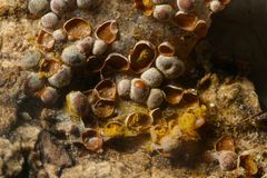 Perichaena corticalis