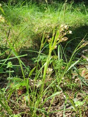 Luzula forsteri