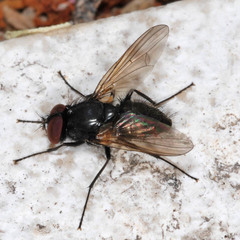 Hydrotaea dentipes