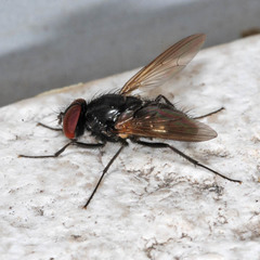 Hydrotaea dentipes