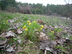 Gymnospermium odessanum