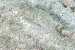 Gnatholepis cauerensis