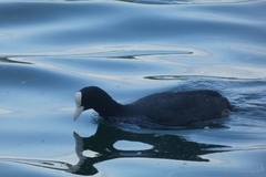 Fulica atra