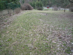 Gymnospermium odessanum