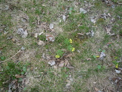 Gymnospermium odessanum