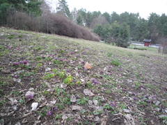 Gymnospermium odessanum