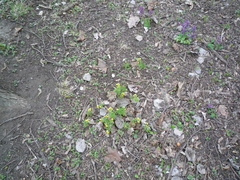 Gymnospermium odessanum