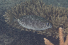 Siganus spinus