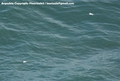 Thalasseus sandvicensis