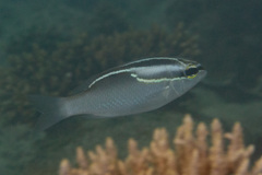 Scolopsis trilineata