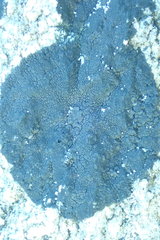 Hydropunctaria maura