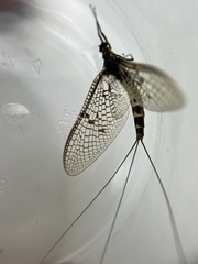 Ephemera danica