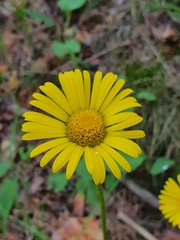 Doronicum plantagineum