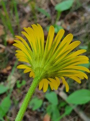 Doronicum plantagineum