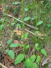Doronicum plantagineum