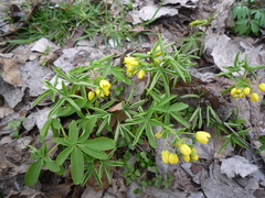 Gymnospermium odessanum