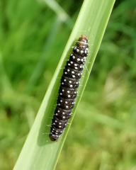 Aphelia