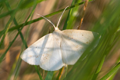 Lychnosea intermicata