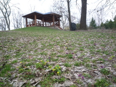 Gymnospermium odessanum