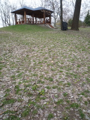 Gymnospermium odessanum