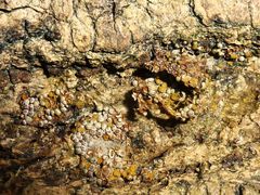 Perichaena corticalis