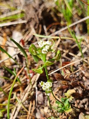Teesdalia coronopifolia