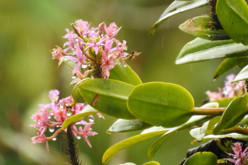 Epidendrum corymbos Ruiz & Pav. 4