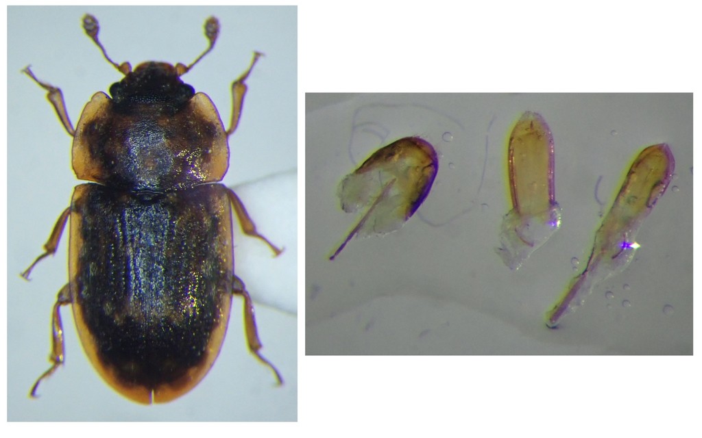 Soronia oblonga