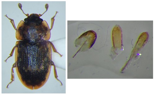 Soronia oblonga
