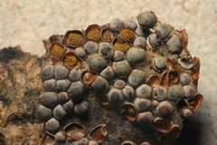 Perichaena corticalis