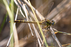 Phanogomphus militaris
