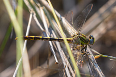 Phanogomphus militaris