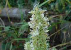 Stachys ocymastrum