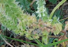 Stachys ocymastrum