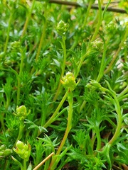 Saxifraga fragosoi