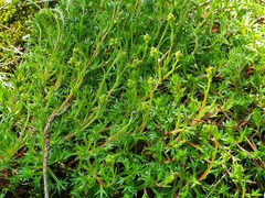 Saxifraga fragosoi