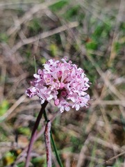Valeriana tuberosa