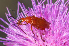 Nemognatha piazata