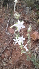 Ipomopsis aggregata candida