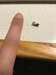 Notocelia cynosbatella