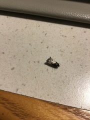 Notocelia cynosbatella