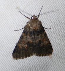 Drasteria sabulosa