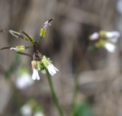 Arabis scabra